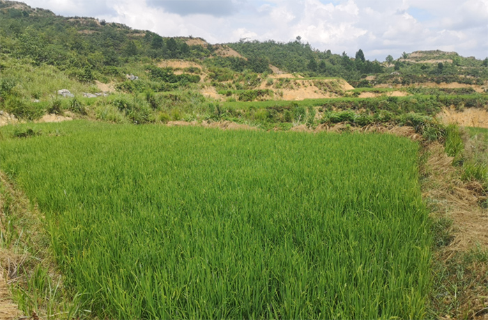 Construction of high-standard farmland
