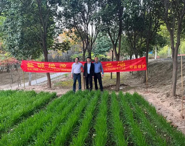 Zhengsai's Saline-alkali land treatment technology