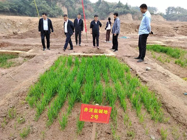 Zhengsai's Saline-alkali land treatment technology