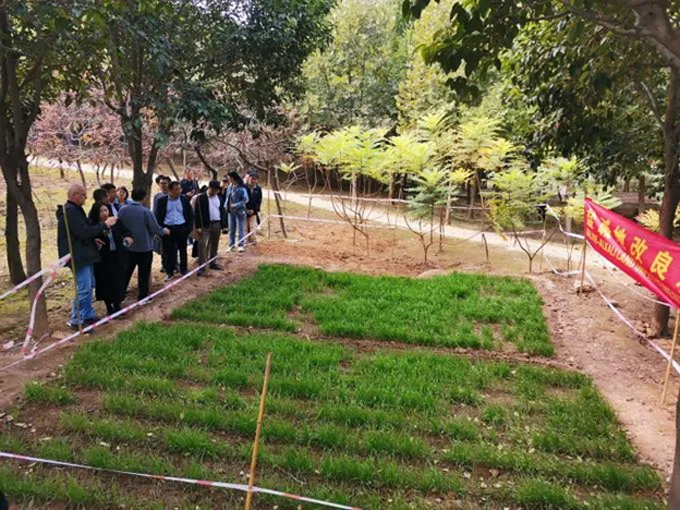 Zhengsai's Saline-alkali land treatment technology