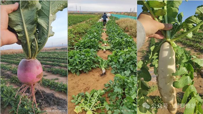 Desert Water Saving Technology Test is Successful, 70% Water Saving than Traditional Drip Irrigation! Once and for all, A Hundred Years of Protection