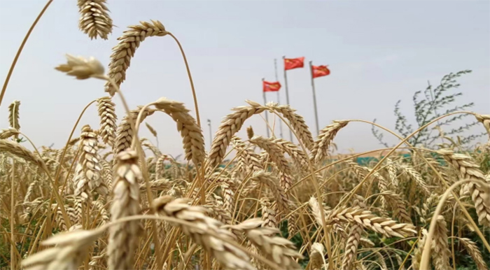 Zhengsai Desert Whole Season Wheat Introduction