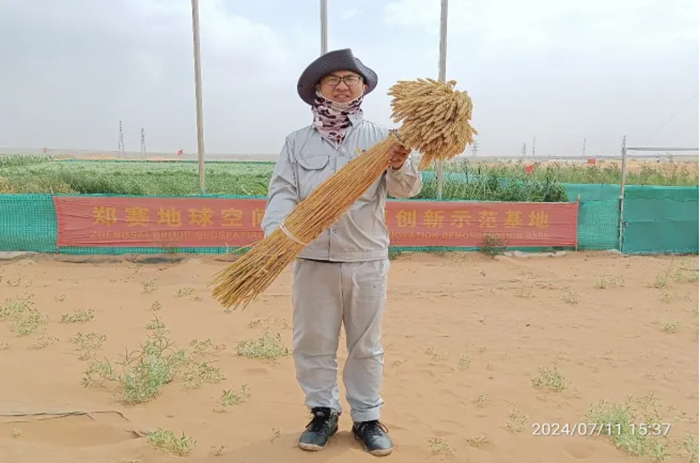 Zhengsai Desert Whole Season Wheat Introduction