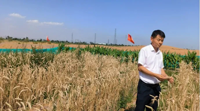 Zhengsai Desert Whole Season Wheat Introduction