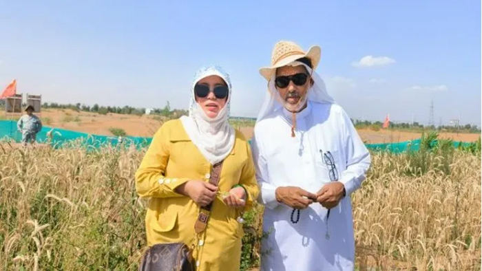 Zhengsai Desert Whole Season Wheat Introduction