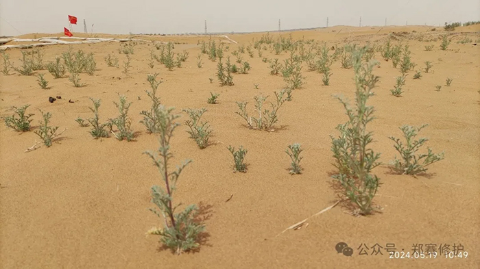 Desert Water Saving Technology Test is Successful, 70% Water Saving than Traditional Drip Irrigation! Once and for all, A Hundred Years of Protection