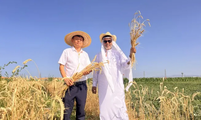 Zhengsai Desert Whole Season Wheat Introduction
