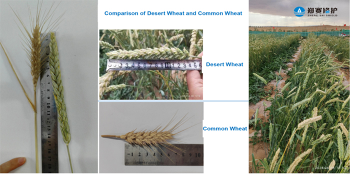 Zhengsai Desert Whole Season Wheat Introduction