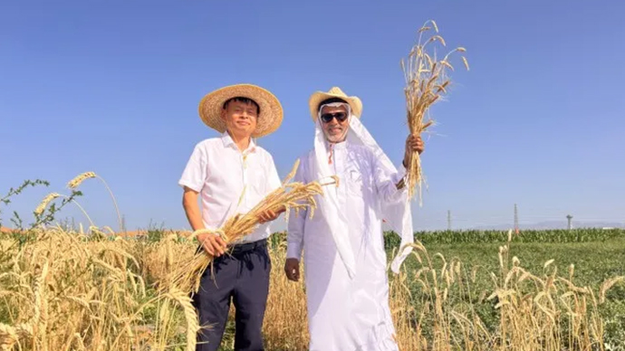 Zhengsai Desert Whole Season Wheat Introduction