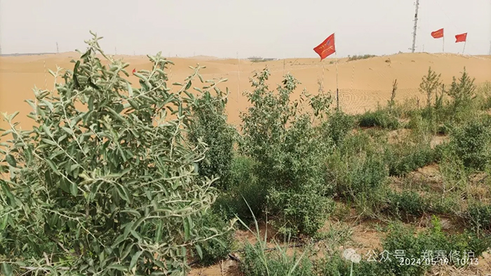 Desert Water Saving Technology Test is Successful, 70% Water Saving than Traditional Drip Irrigation! Once and for all, A Hundred Years of Protection