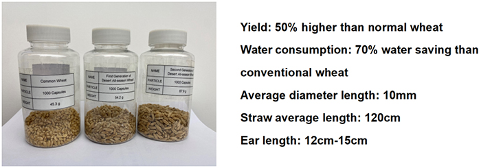 Zhengsai Desert Whole Season Wheat Introduction