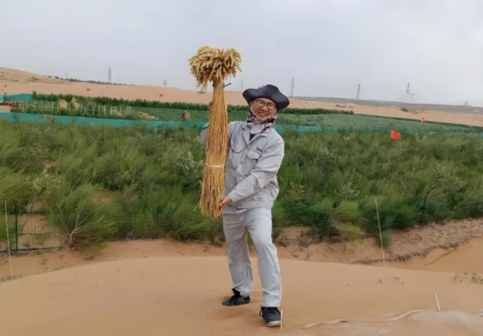 Zhengsai Desert Whole Season Wheat Introduction