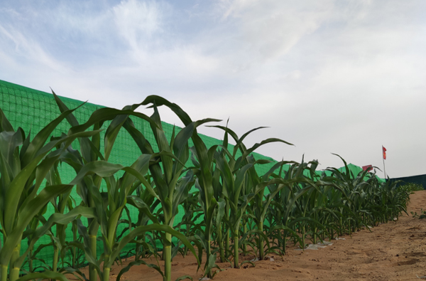 Desertification Control Solutions 