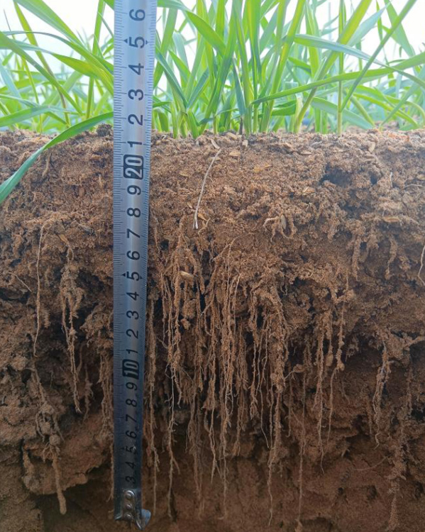 Desertification Control Solutions 