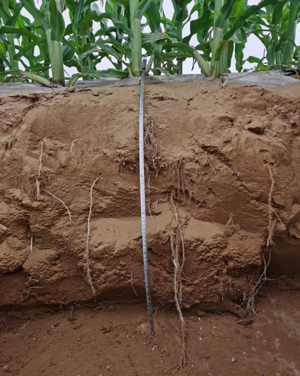 Desertification Control Solutions 