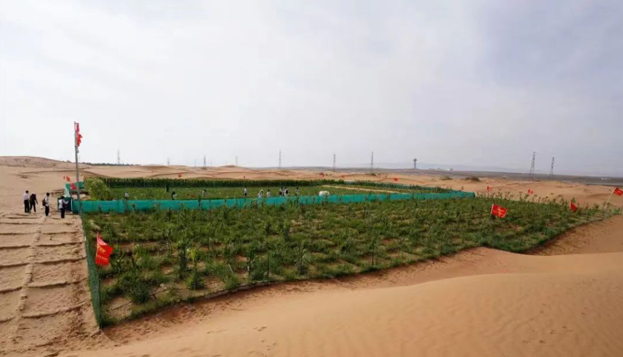 Desertification Control Solutions 