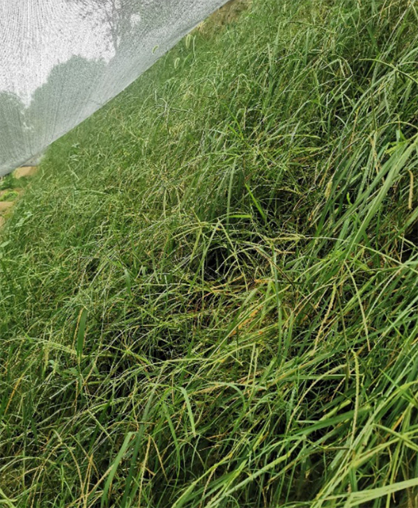 Rain-soaked slopes treated with rock-forming technology