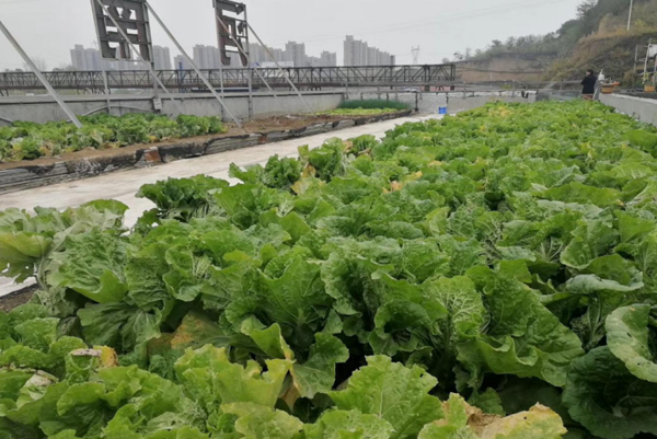 Rooftop farm