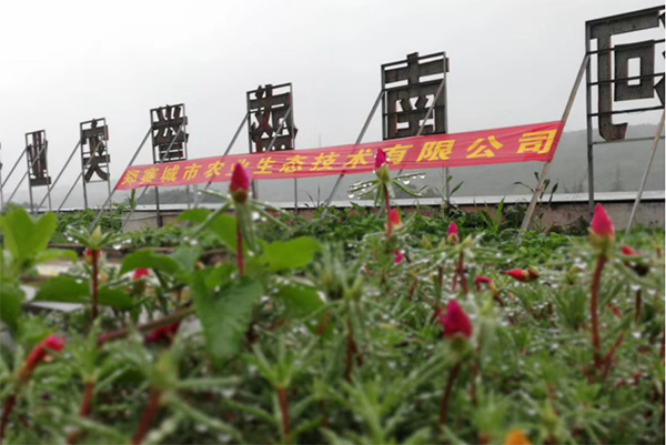 aerial garden