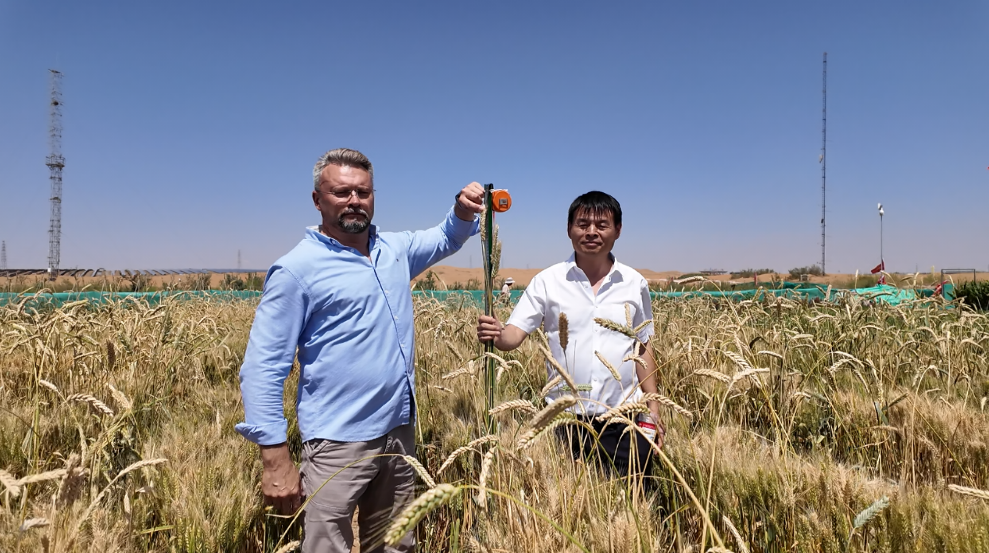 Wheat plants with a height of 1.6 meters have grown in the Tengger Desert