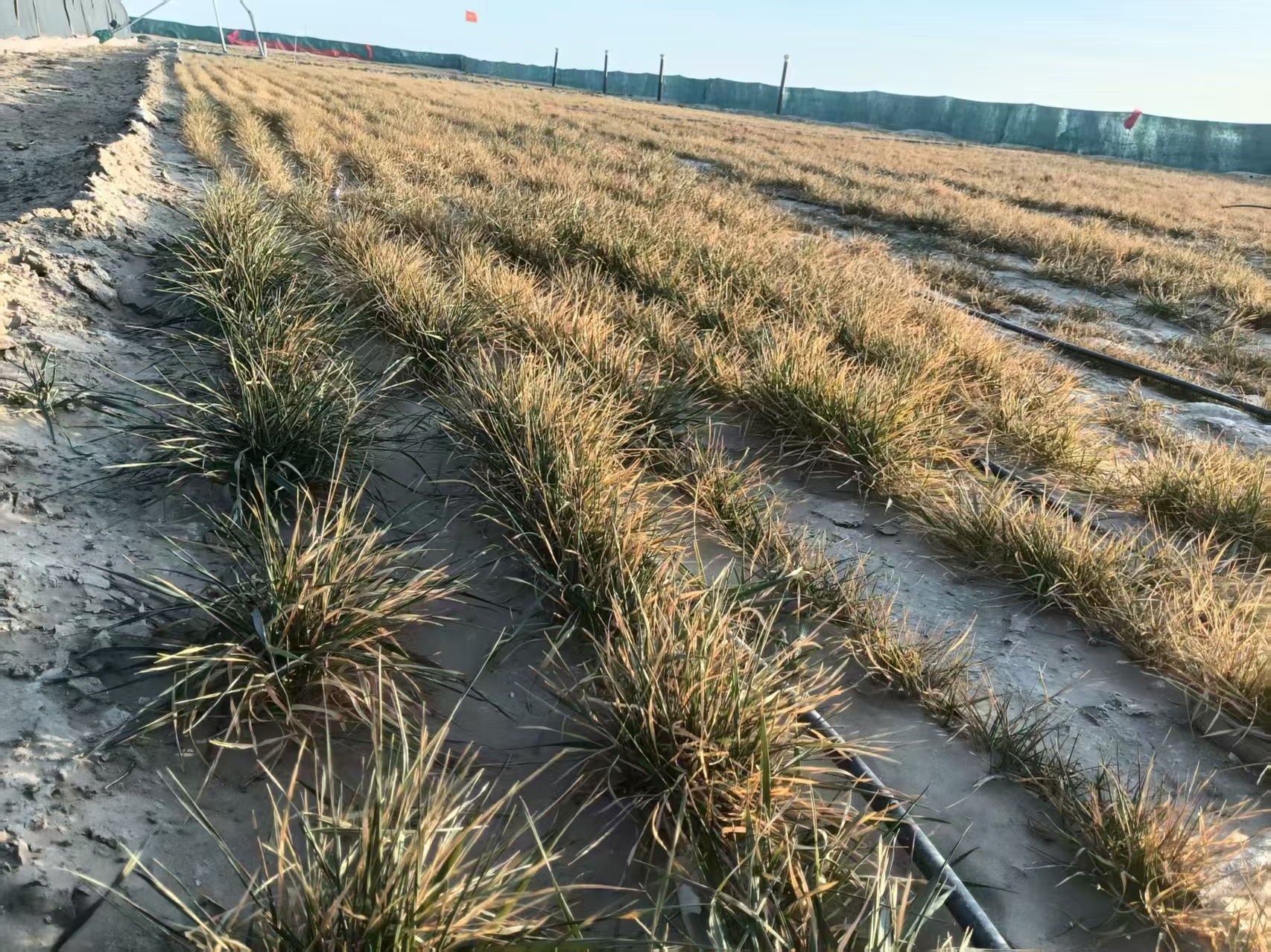 Zhengsai Shield's Desert Control Technology Validated: Crops Survive Over Five Months in Severely Saline-Alkaline Land in Southern Xinjiang